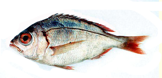 Dentex macrophthalmus_05.jpg